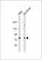 NSF Antibody (C-term)
